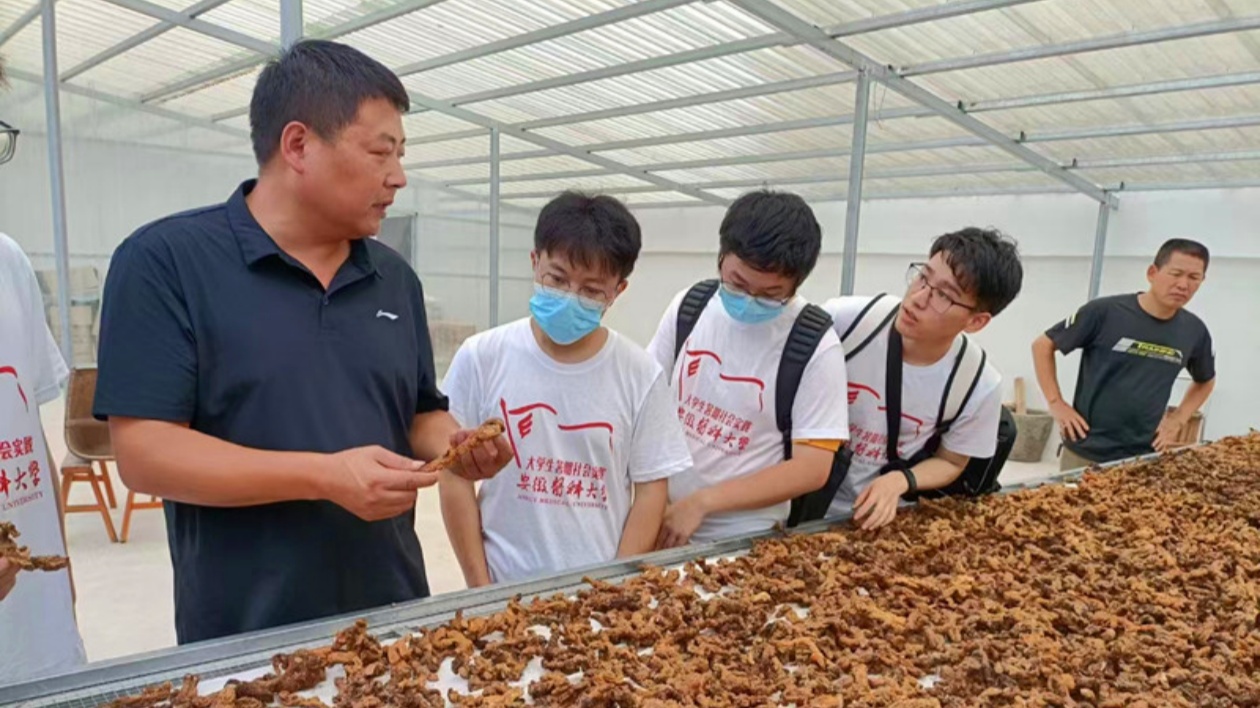 【醫耀華夏】皖祁門縣打造「皖南中醫藥文化宣教基地」