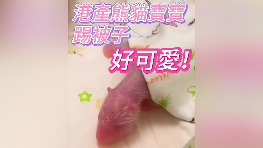 有片｜好可愛！港產熊貓寶寶踢被子