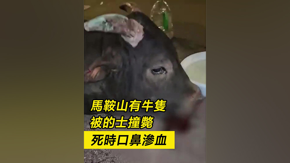 有片｜馬鞍山有牛隻被的士撞斃 死時口鼻滲血