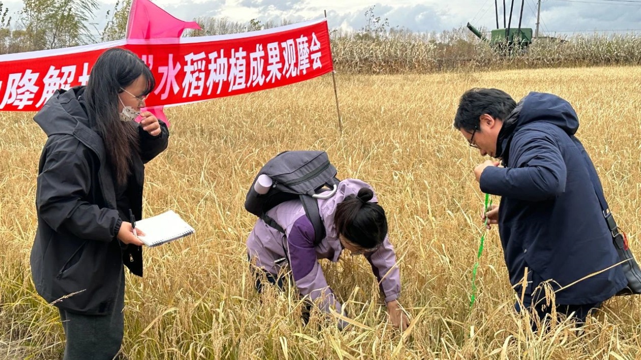 黑龍江寶清：科技賦能「稻」路寬  增產增效保糧倉