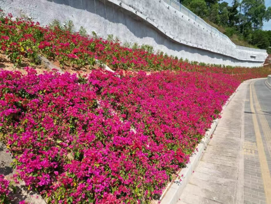 深圳：勒杜鵑「瀑布」驚艷街區 匠心織就吉華花海夢