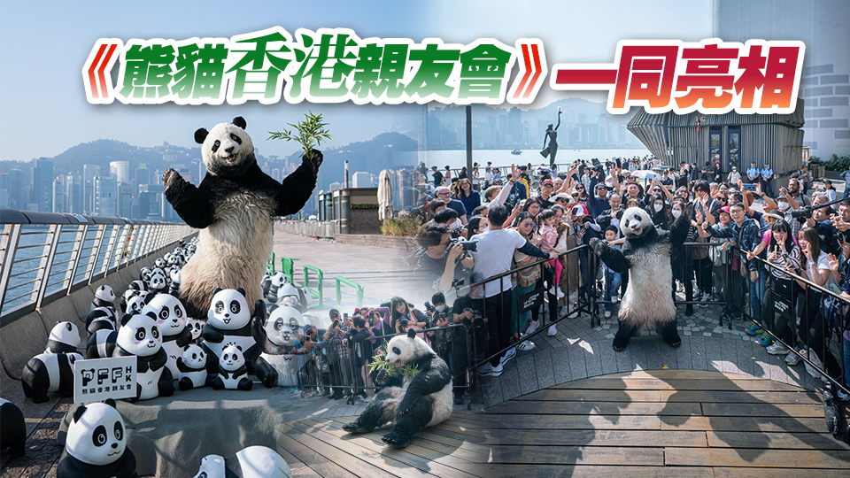 大型熊貓主題展覽《PANDA GO！香港遊》舉行 2500隻熊貓現身星光大道