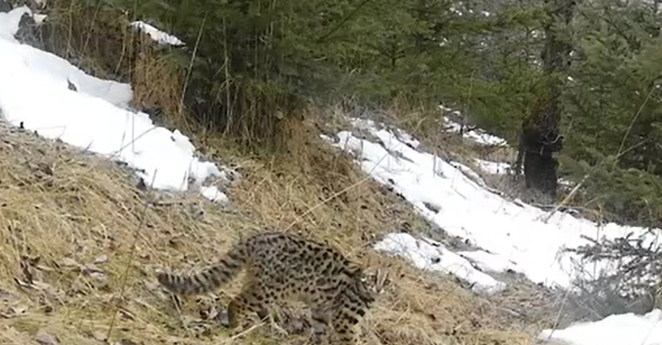 國家二級保護野生動物豹貓現身甘肅和政縣中溝林場